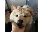 Chow Chow Puppy for sale in Powell, WY, USA