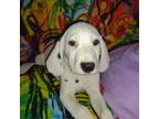 Dalmatian Puppy for sale in Rutherfordton, NC, USA