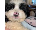 Cavapoo Puppy for sale in Louisville, GA, USA