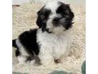 Shih Tzu Puppy for sale in Porterville, CA, USA