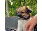 Mutt Puppy for sale in Knox City, MO, USA