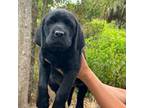 Labrador Retriever Puppy for sale in Mims, FL, USA