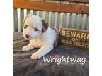 Miniature Australian Shepherd Puppy for sale in Dowagiac, MI, USA