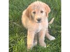 Labradoodle Puppy for sale in Longmont, CO, USA