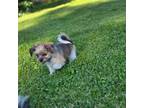 Shorkie Tzu Puppy for sale in Neenah, WI, USA