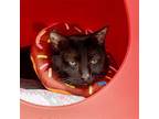 Shelby Domestic Shorthair Adult Male