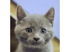 Aero Domestic Longhair Kitten Male