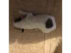 Maltipoo Puppy for sale in Prescott, AZ, USA