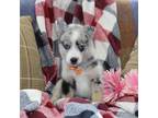 Mutt Puppy for sale in Fresno, OH, USA