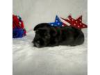 Schnauzer (Miniature) Puppy for sale in Pageland, SC, USA