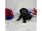 Schnauzer (Miniature) Puppy for sale in Pageland, SC, USA