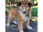 Bearded Collie Puppy for sale in Charlotte, NC, USA