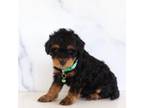 Mutt Puppy for sale in Mount Joy, PA, USA