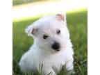 West Highland White Terrier Puppy for sale in Mount Joy, PA, USA