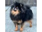 Pomeranian Puppy for sale in Springfield, OR, USA