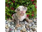 Olde English Bulldogge Puppy for sale in Middlebury, IN, USA