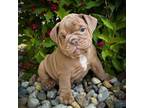 Olde English Bulldogge Puppy for sale in Middlebury, IN, USA