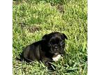 French Bulldog Puppy for sale in Kimball, MN, USA