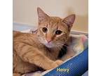 Henry, Domestic Shorthair For Adoption In Cedar Rapids, Iowa