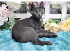 Pandora, Domestic Shorthair For Adoption In Ocean Springs, Mississippi