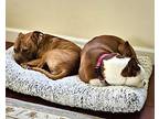 Peach, American Staffordshire Terrier For Adoption In Elmhurst, Illinois