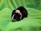 Mr Jiggles, Guinea Pig For Adoption In South Bend, Indiana