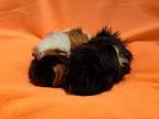 Smokey And Bandit, Guinea Pig For Adoption In South Bend, Indiana