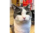 Castiel, Domestic Shorthair For Adoption In Webster, Wisconsin
