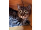 Carly, Domestic Shorthair For Adoption In Hartville, Wyoming