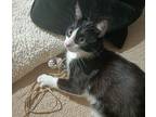 Mason, Domestic Shorthair For Adoption In Aurora, Colorado