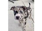 Petunia, American Staffordshire Terrier For Adoption In Boulder, Colorado