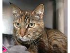 Cassiopeia, Domestic Shorthair For Adoption In Forked River, New Jersey
