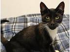 Blue, Domestic Shorthair For Adoption In Forked River, New Jersey