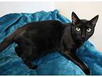 Socks, Domestic Shorthair For Adoption In Forked River, New Jersey