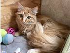 Brookwood, Domestic Mediumhair For Adoption In Colorado Springs, Colorado