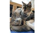 Beyond, Domestic Mediumhair For Adoption In Colorado Springs, Colorado