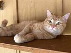 Xavier Jones, Domestic Shorthair For Adoption In Colorado Springs, Colorado