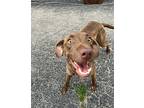 Marla, Labrador Retriever For Adoption In Getzville, New York