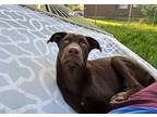 Jessie, Labrador Retriever For Adoption In Getzville, New York