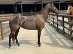 Daiquiri, Quarterhorse For Adoption In Houston, Texas