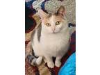 Miss Kitty, Domestic Shorthair For Adoption In Marion, North Carolina