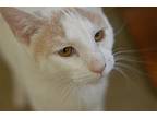 George, Willow Grove Pa (fcid 04/11/2024-103), Domestic Shorthair For Adoption