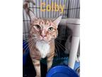 Colby (bonded Bentley) Willow Grove (9/28/21-111), Domestic Shorthair For