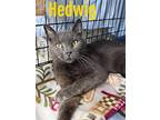 Hedwig, Willow Grove Pa (fcid 03/12/2024-136), Domestic Shorthair For Adoption