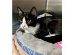 Bitsy (fcid# 05/01/2024 - 91 Trainer), Domestic Shorthair For Adoption In