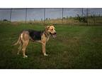 Tessie, Terrier (unknown Type, Medium) For Adoption In Abbeville, Louisiana