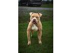 Zeus, Terrier (unknown Type, Medium) For Adoption In Abbeville, Louisiana
