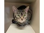Phoebe, Domestic Shorthair For Adoption In Rochester, Indiana