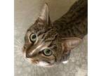 Jersey - Male Tabby #20, Domestic Shorthair For Adoption In Mitchell