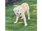 Sadie The Pup, Golden Retriever For Adoption In Escondido, California